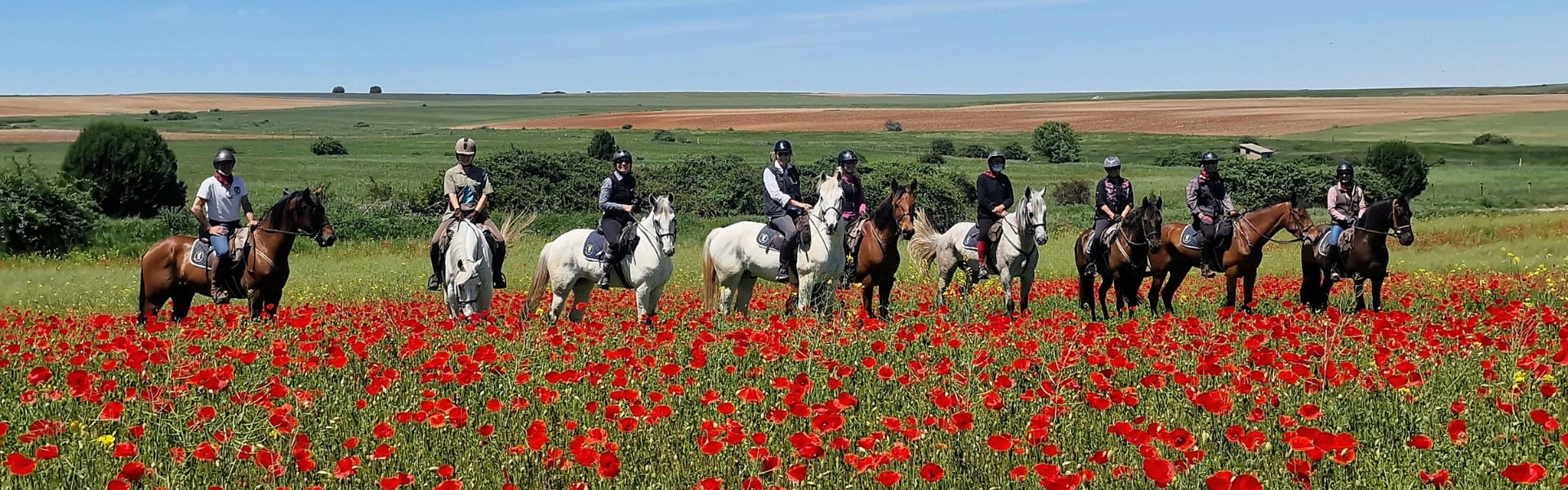 Horse riding in poppy fields